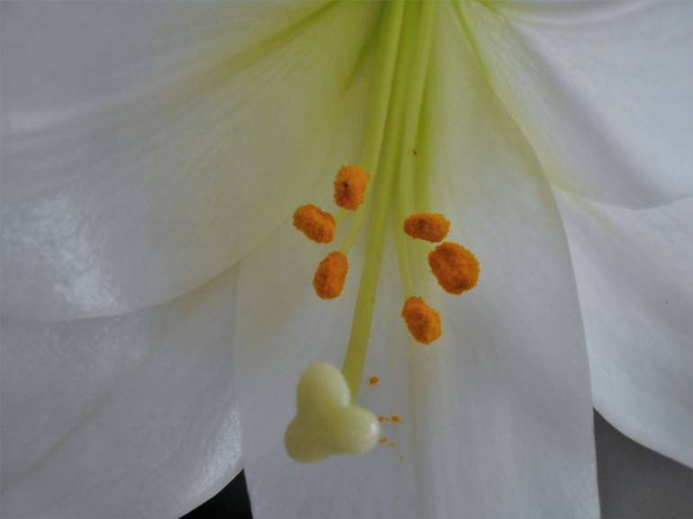 Easter Lily Bloom - Print