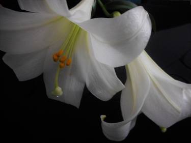 Original Fine Art Floral Photography by Holly Winters