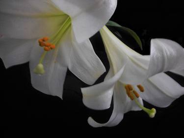 Print of Fine Art Floral Photography by Holly Winters