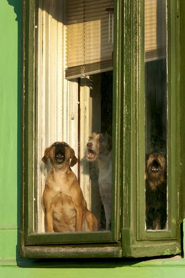 Dog Vocal Trio - Limited Edition 1 of 9 Photo on Canvas thumb