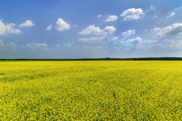 YELLOW FIELD - C-Print #3/9 (2 sold) - Limited Edition 3 of 9 thumb