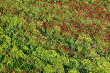 Poppies Field - Limited Edition 2 of 9 thumb