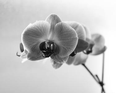 Black & White Flower thumb