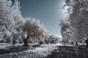 Olive Trees in Infrared - Limited Edition of 5 thumb