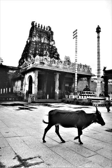 Cow in temple, Kanchi, Kanchipuram, India, 1979 thumb
