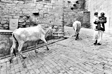 Cows and man carrying child walking on cobbled street, Jaisalmer, India, 1984 thumb