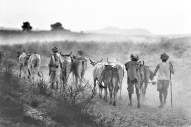 Cowherd with herd of cows, Pushkar Fair, Rajasthan, India, 1976 thumb