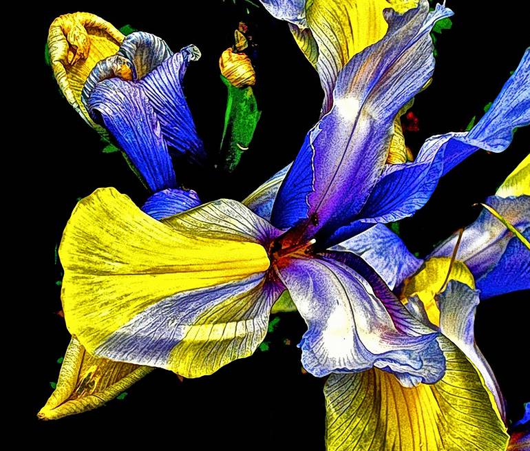 Original Other Botanic Photography by Stephen Lewis                   