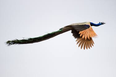 Peacock Wings thumb