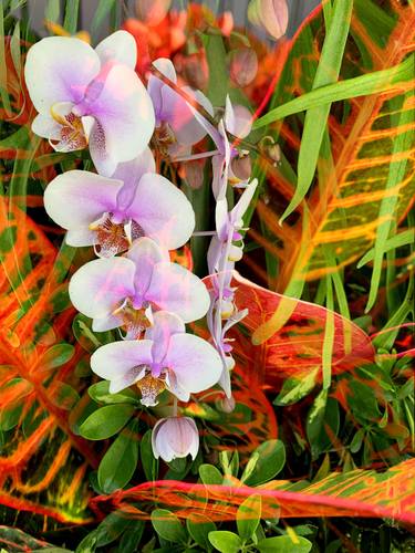 Orchids and Croton thumb