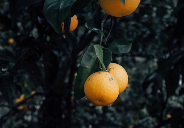 Print of Folk Botanic Photography by Karenina Murillo del Bosque