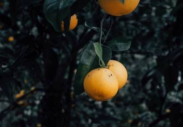 Print of Folk Botanic Photography by Karenina Murillo del Bosque