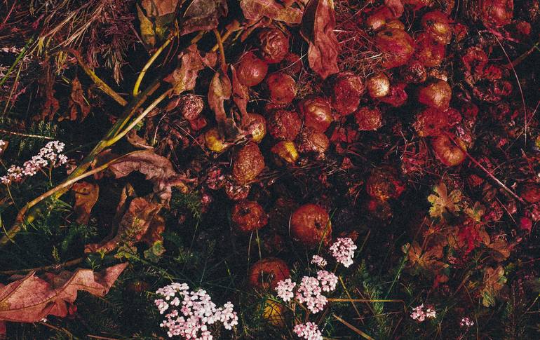 Print of Fine Art Botanic Photography by Karenina Murillo del Bosque