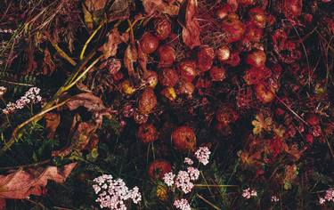 Print of Botanic Photography by Karenina Murillo del Bosque