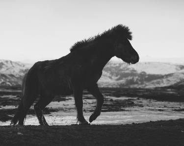 Print of Documentary Horse Photography by TJ Zafarana