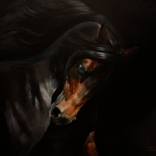 Black devil by Tem Dobrinova