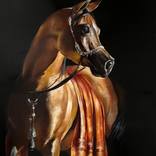 Arabian beauty by Tem Dobrinova