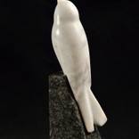 White swallow by Milan Ramaji