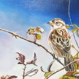 Miss sparrow by Anne Zamo