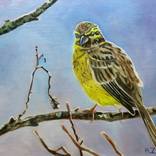 Ciril bunting by Anne Zamo