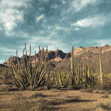Organ Pipe Cactus, Sonoran Desert - Limited Edition of 150 thumb