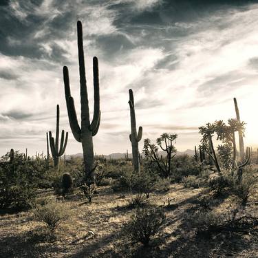 Saguaro Cactus, Sonoran Desert - Limited Edition of 150 thumb