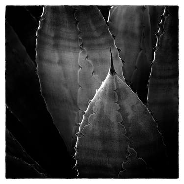 Agave - Limited Edition of 150 thumb