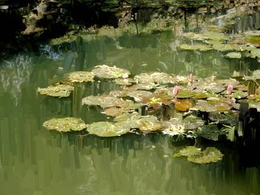 Lotus Pond thumb