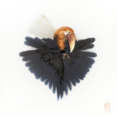 Unknow Pose by Wreathed Hornbill 9 of 10 thumb