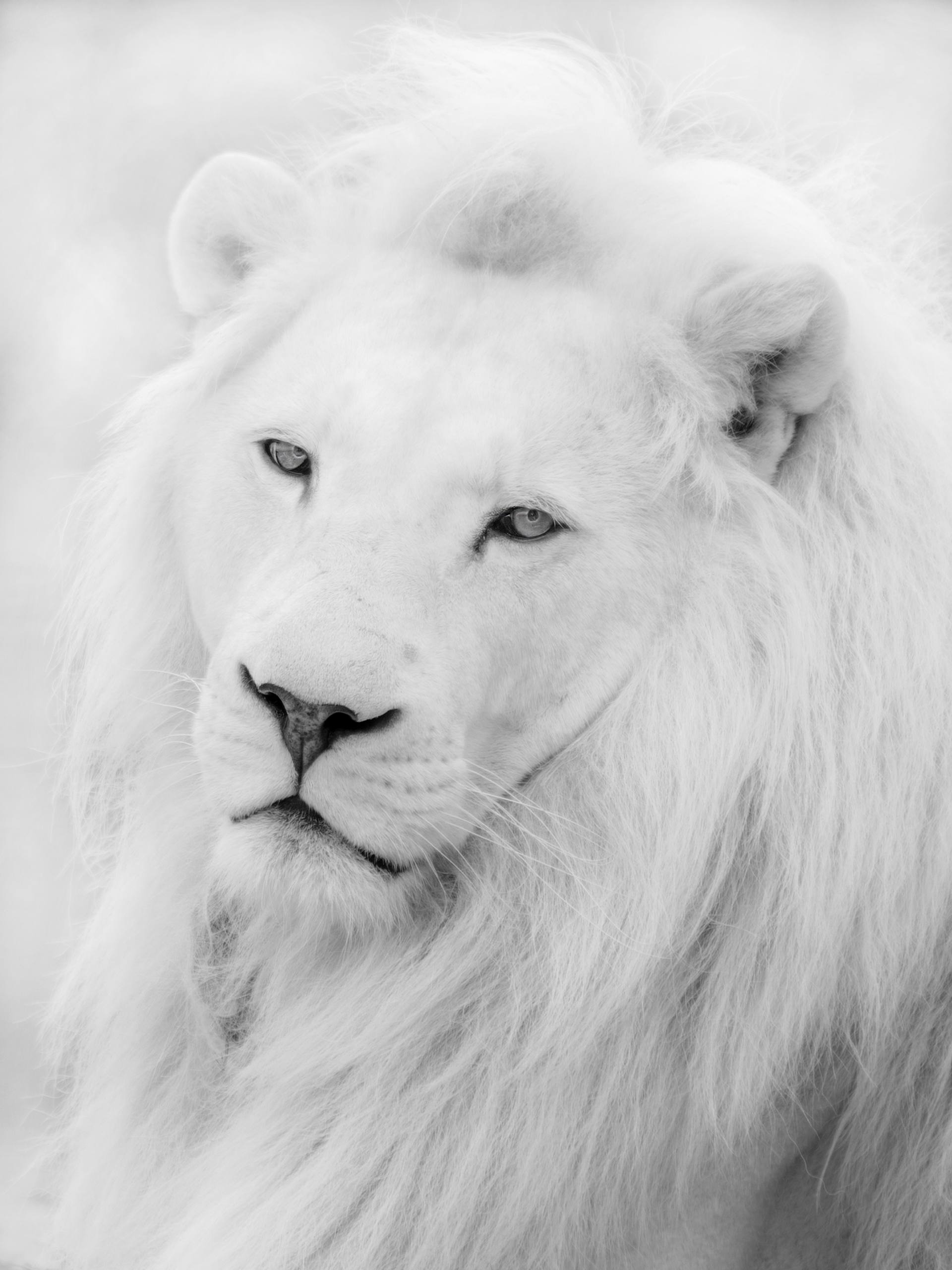 White Lion Roaring
