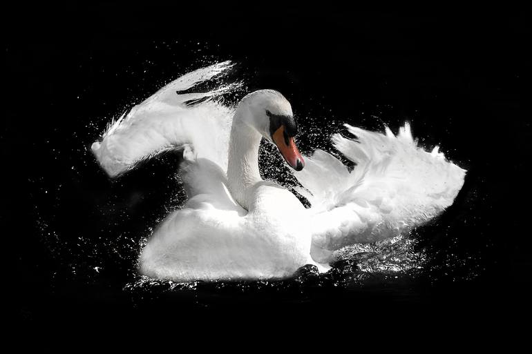 Bathing Swan Photography by Paul Spencer | Saatchi Art