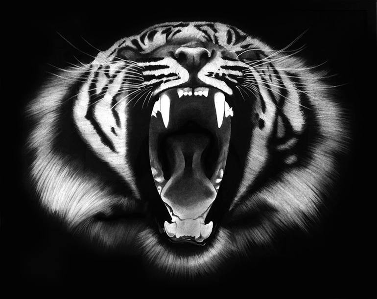 tiger face roaring black and white