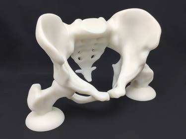 Human Anatomy Pelvis - Smooth white 3D print thumb