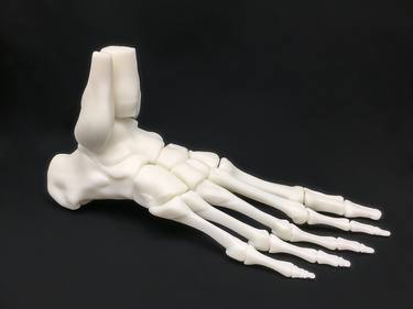 Human Anatomy Foot - Smooth white 3D print thumb