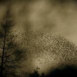 murmuration of starlings by Robbie Fry