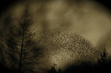 Saatchi Art Artist Robbie Fry; Photography, “murmuration of starlings” #art