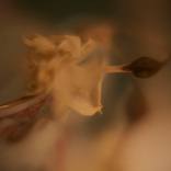chinese tea cup + dried daffodil. by Robbie Fry