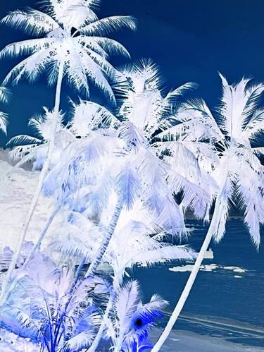 Palm Trees On A Beach thumb