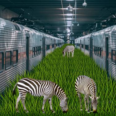Zebras On The Move thumb