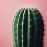 Collection A Cactus Collection