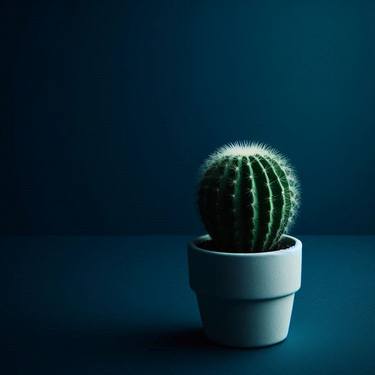 Original Abstract Still Life Photography by Mona Vayda