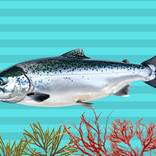Between the Lines No. 10: The Fish Collection by Mona Vayda