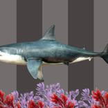 Between the Lines No. 11: The Fish Collection by Mona Vayda