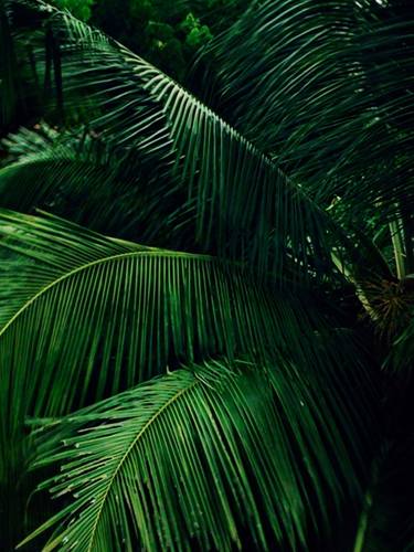 Palm Tree Magic - Limited Edition 10 of 100 thumb