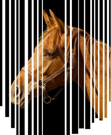Print of Realism Horse Photography by Mona Vayda