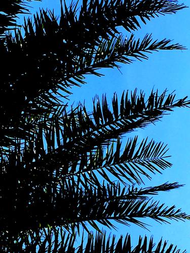 Palm Tree And Blue Sky - Limited Edition of 7 thumb