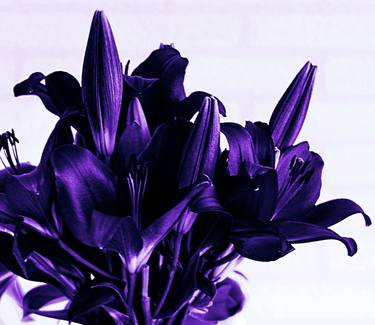 Purple Lily - Limited Edition 2 of 10 thumb