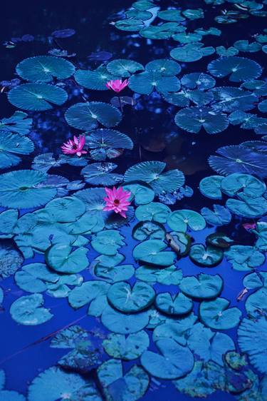 Blue Water Lily - Limited Edition of 10 thumb