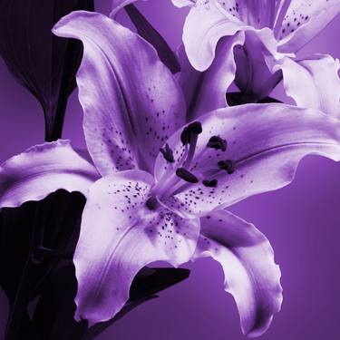 Exotic Purple Lily - Limited Edition of 10 thumb