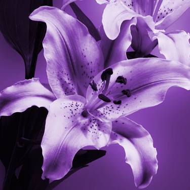 Original Floral Photography by Mona Vayda